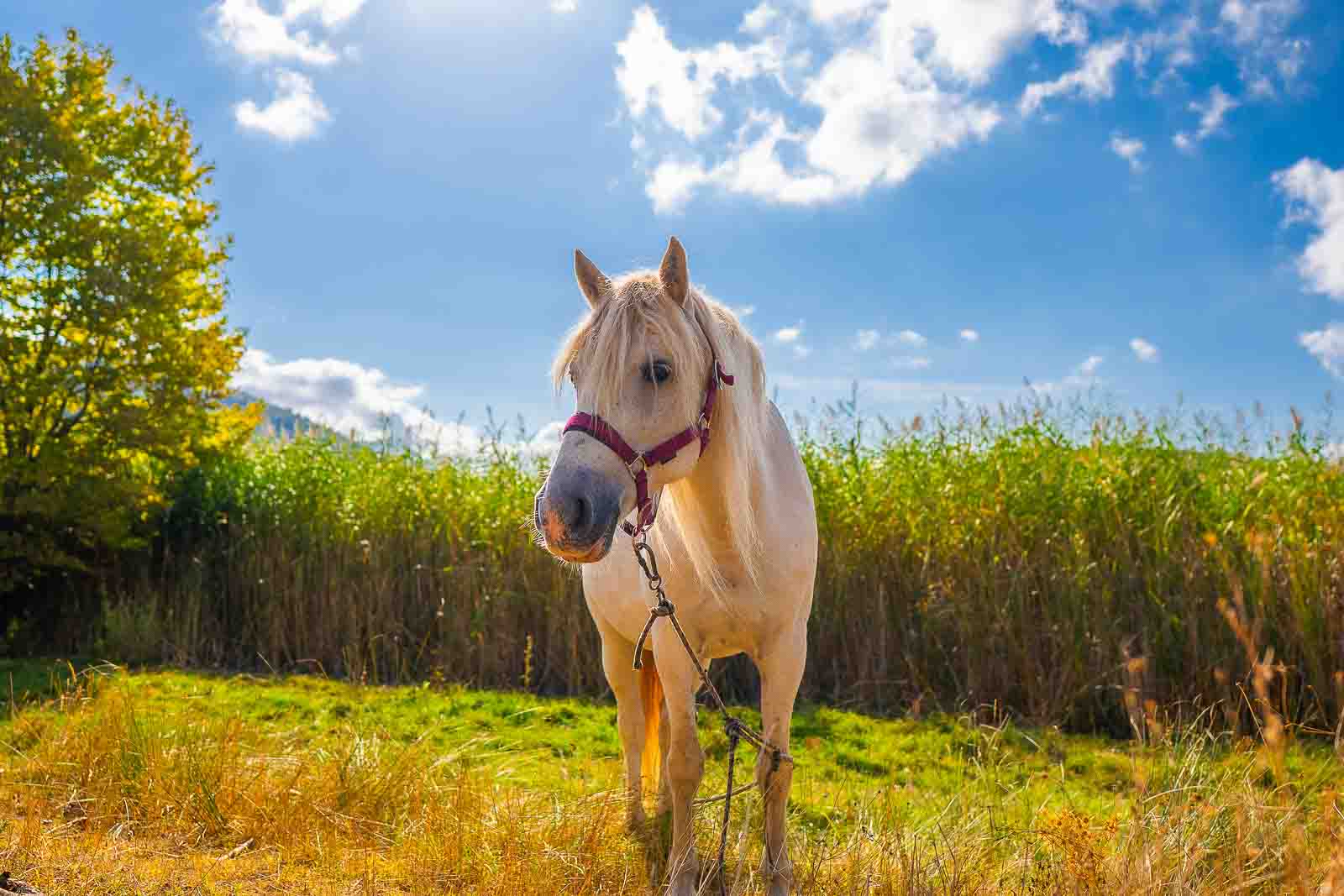Pelopponese Documentary - Photography